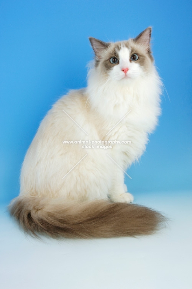 blue bi-colour ragdoll cat