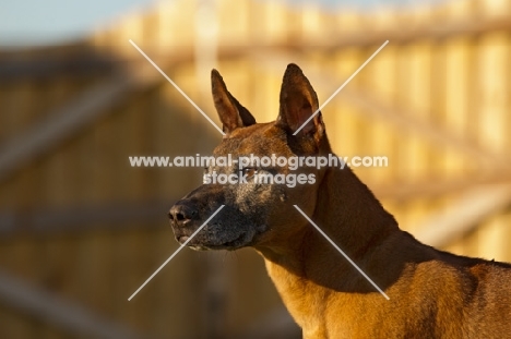 Thailand Ridgeback