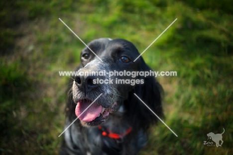 top view portrait of a black and white English Setter