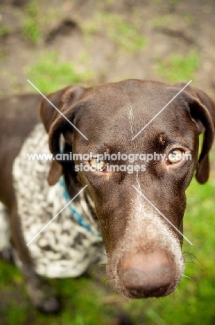 German Shorthaired Pointer begging