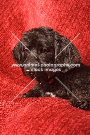 Doxiepoo (Dachshund / Poodle Hybrid Dog) also known as doxiepoo, doodle