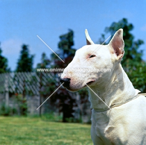 bull terrier portrait