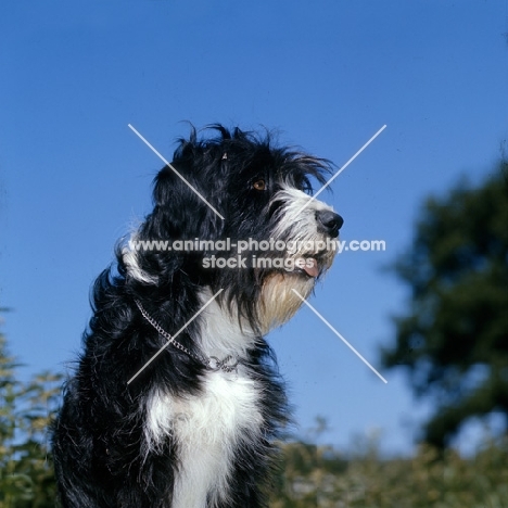 cross bred dog, springer spaniel x bearded collie 