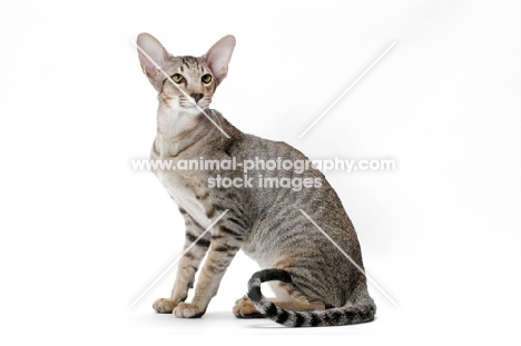 Oriental Shorthair sitting in studio