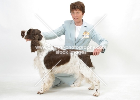 Liver & White English  Springer  Spaniel, Australian Champion