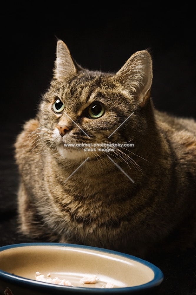 Tabby cat with food bowl