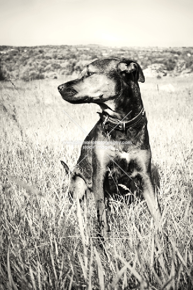 dog sitting in field