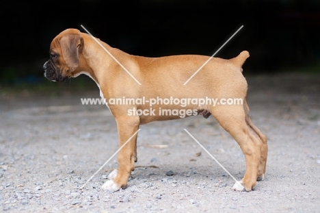 Boxer puppy side view