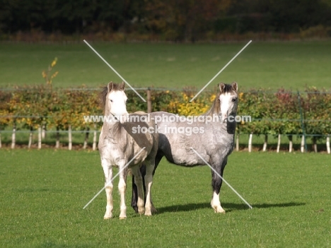 Welsh Mountain Ponies in field