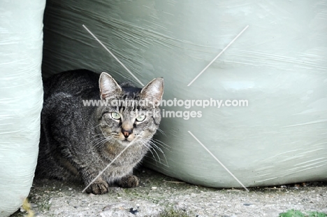 tabby cat on farm