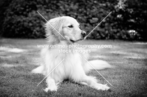 black-and-white of golden retriever looking out to side