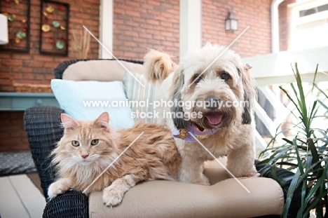 orange tabby cat and wheaten terrier mix sitting on couch together