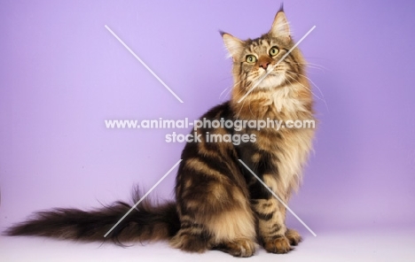 brown tabby maine coon sitting on purple background