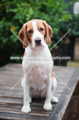 Beagle/spaniel cross sitting down