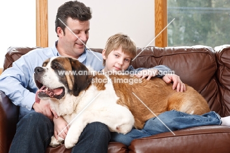 Saint Bernard lying on top of a man and boy