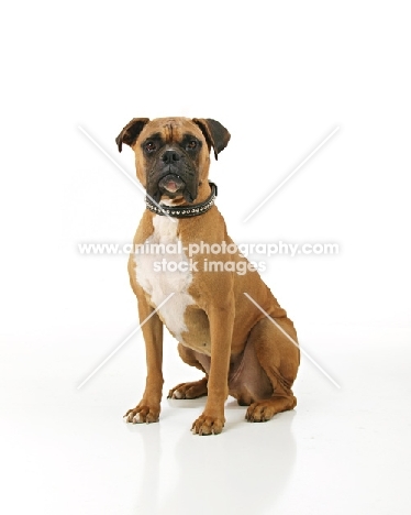 Boxer sitting in studio on white background