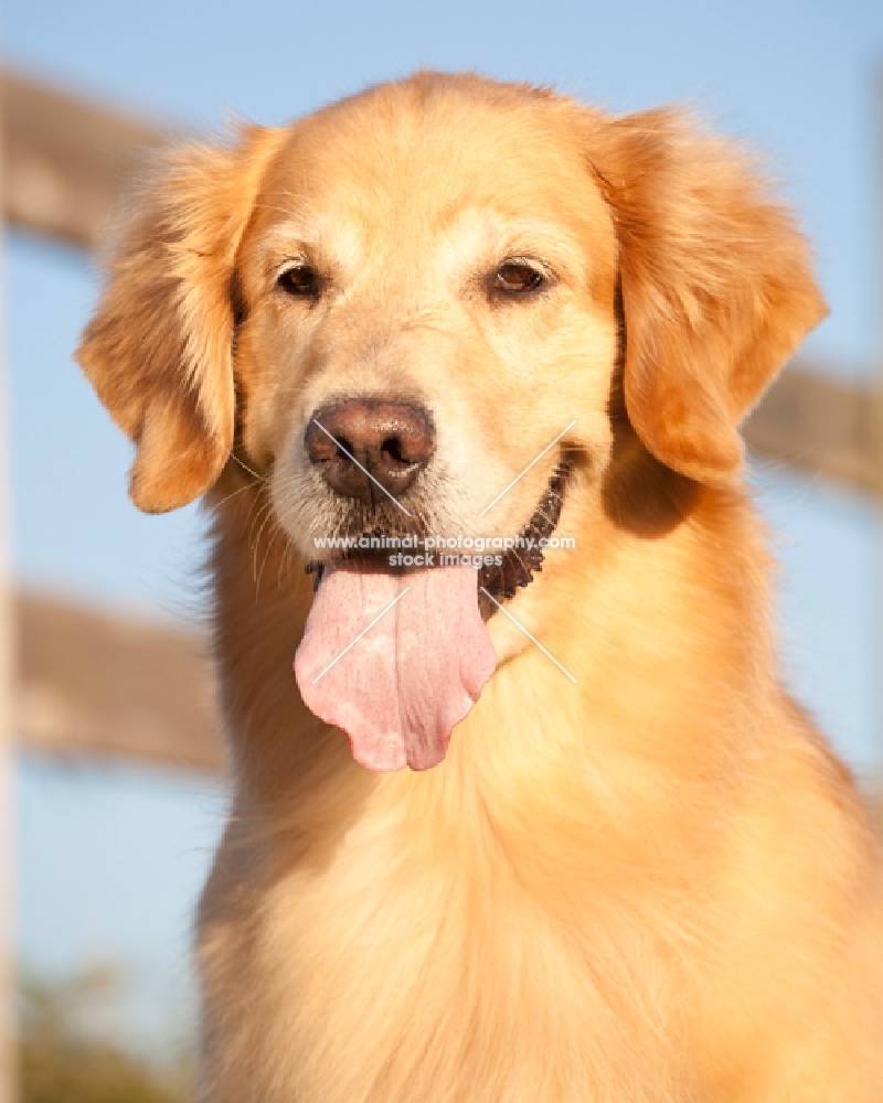 Golden Retriever portrait