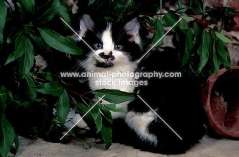 black and white kitten