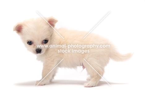 smooth coated Chihuahua puppy on white background, side view