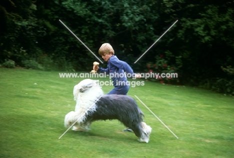 old english sheepdog galloping with boy