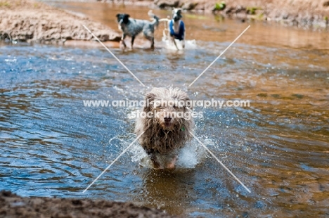 mongrel running through water