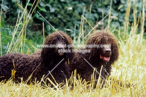 two Irish Water Spaniel dogs together