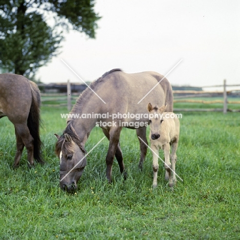 konik mare and foal in poland