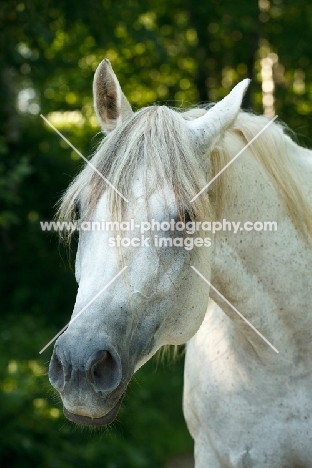 Quarter horse portrait