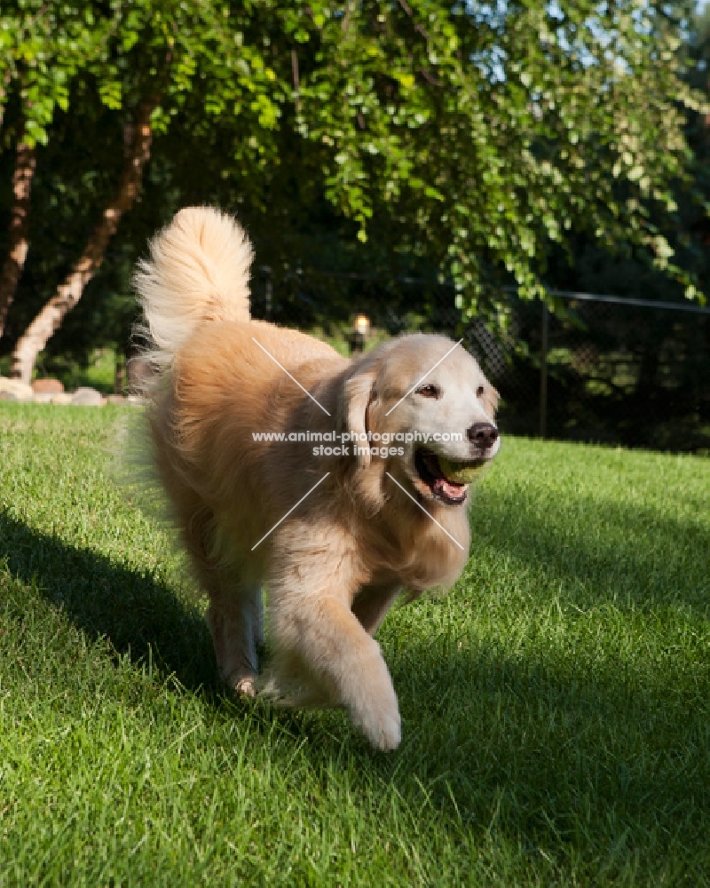 Golden Retriever walking on grass