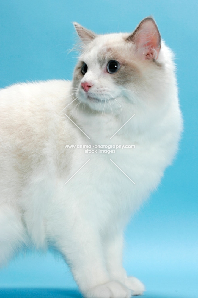 Blue Point Bi-Colour Ragdoll