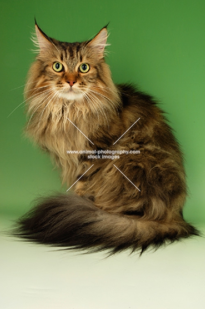 brown tabby maine coon sitting on green background