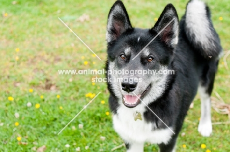 Husky Crossbreed standing on grass