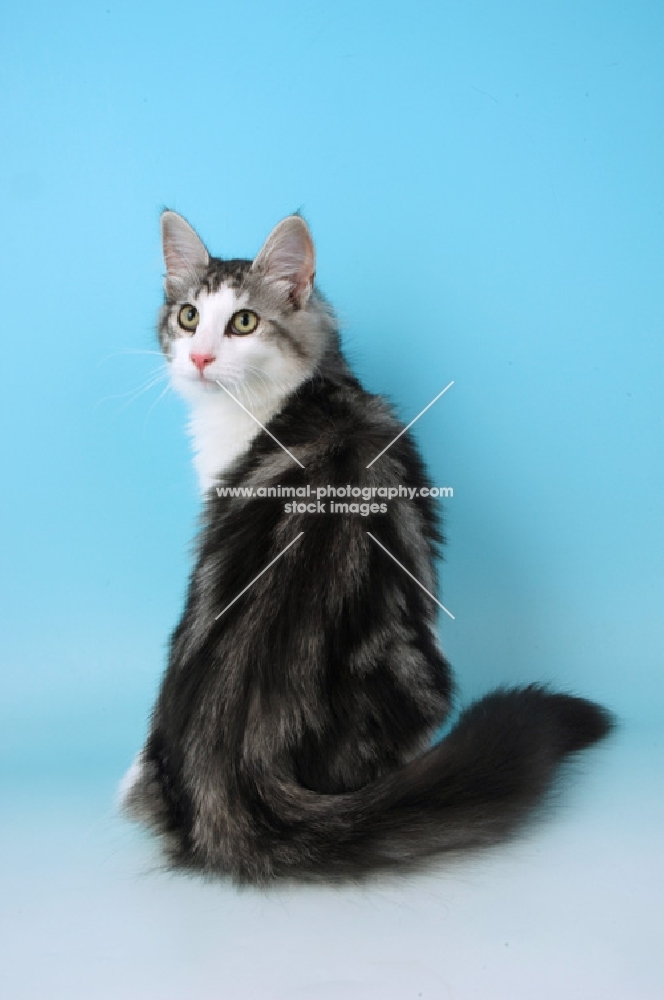 silver tabby and white norwegian forest cat, sitting