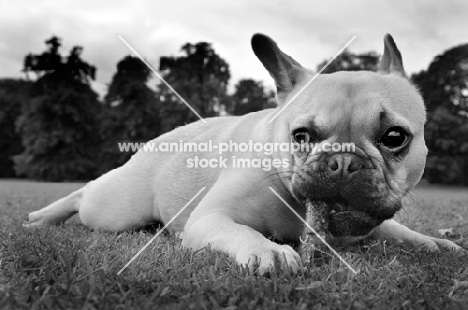 French Bulldog