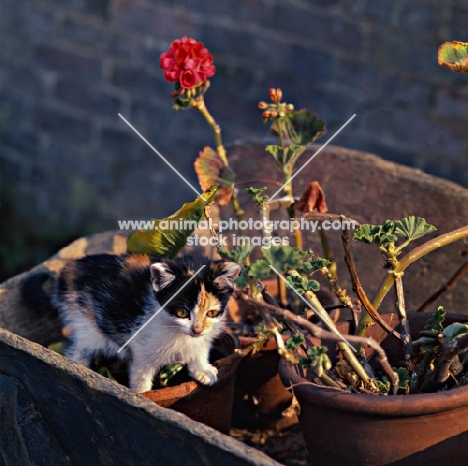 kitten in a wheelbarrow near geraniums