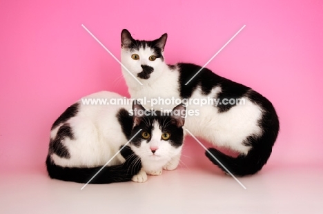 two black and white cats