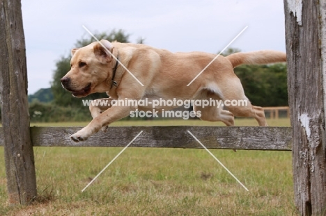 Labrador jumping fence