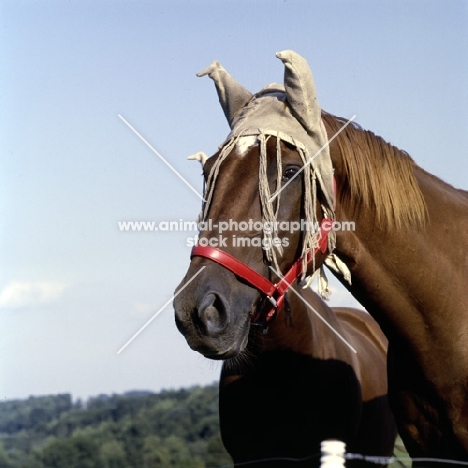 fly protection on horse in usa