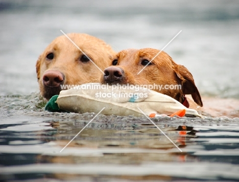 two Labrador Retrievers retrieving from water