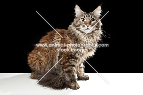 Maine Coon cat, black background