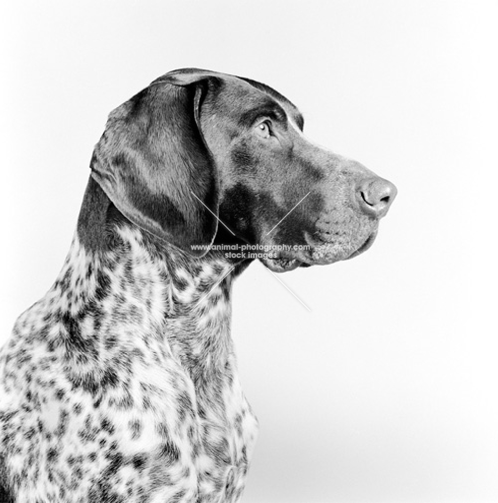 german shorthaired pointer profile