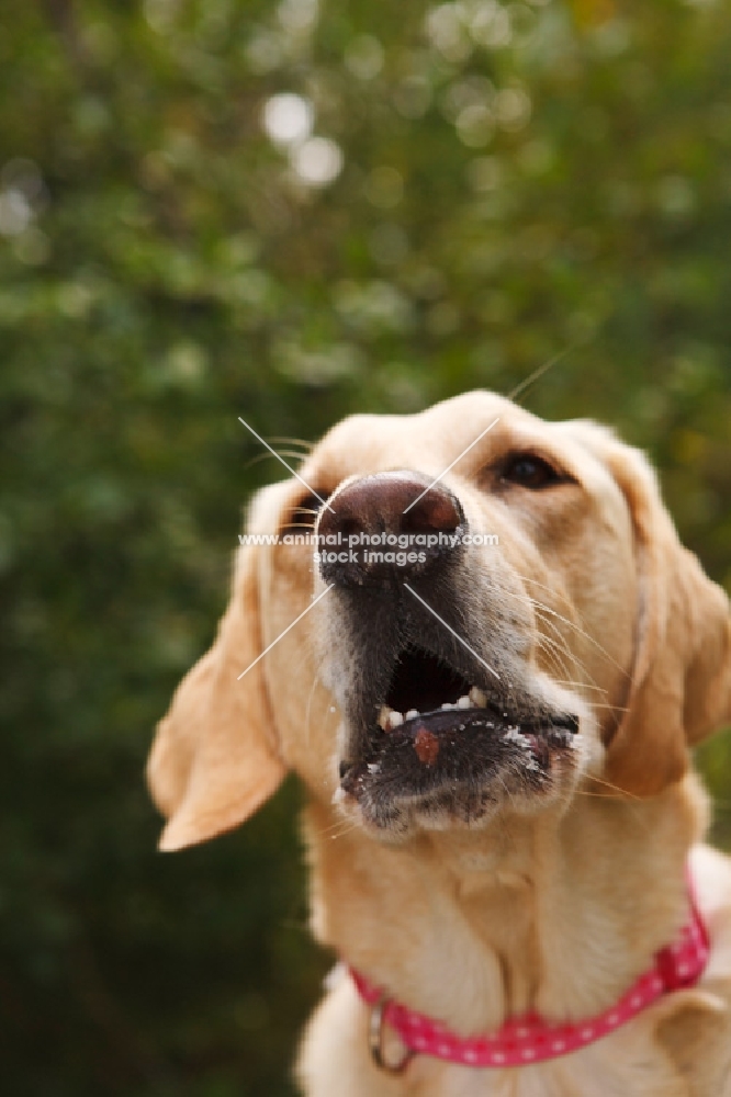 Labrador about to bark