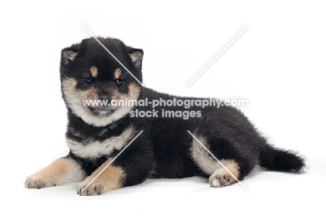 Shiba Inu puppy, black and tan colour, lying down