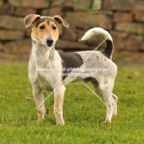 jack russel x dachshund infront of stone wall