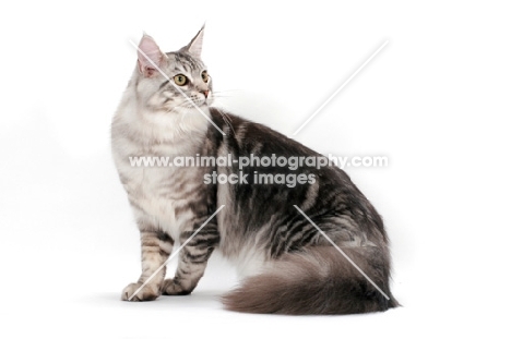 silver tabby Maine Coon, sitting on white background