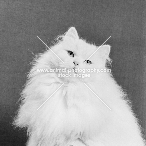 blue eyed long haired white Persian cat