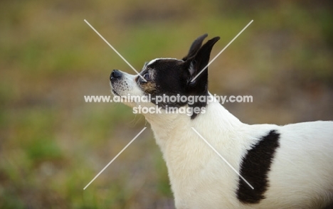 Side view of black and white Chihuahua