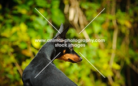 Miniature Pinscher looking away