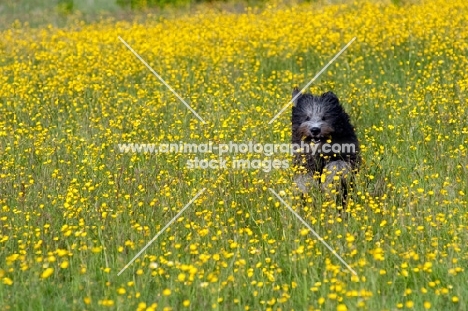 Dog running through buttercup field