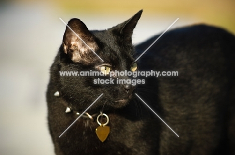 black cat wearing name tag